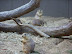 National Zoo in August