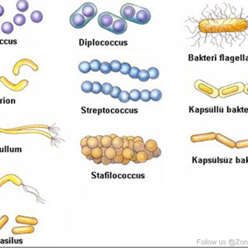 Macam-Macam Bentuk Bakteri