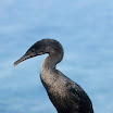 1249 Day 6 Flightless Cormorant.jpg