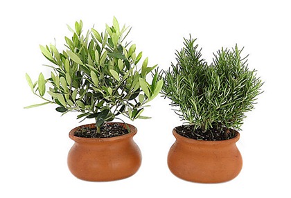 s-2-tuscan-herb-pots