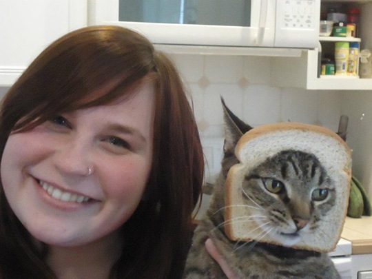 [breaded-cats-4%255B2%255D.jpg]
