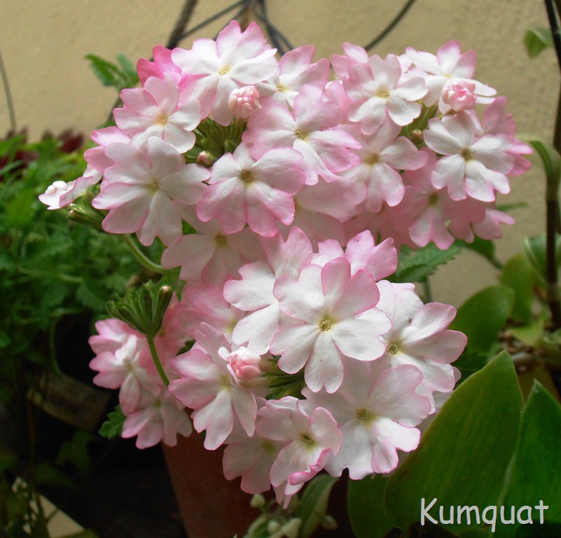 [verbena%25206%255B10%255D.jpg]