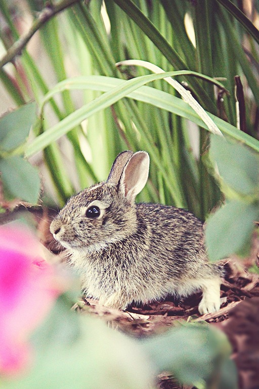 [bunny%255B4%255D.jpg]