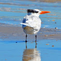 Royal Tern