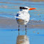 Royal Tern