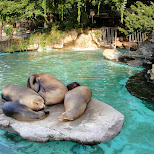 lazy seals at ueno zoo in Ueno, Tokyo, Japan