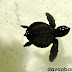 A baby sea turtle swims its way to growth in Pawikan Nesting Sanctuary, Maitum, Sarangani.