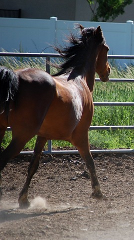 [horses2011122.jpg]