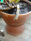 Take cutting to just below a leaf node like here. This will encourage the plant to leaf out from these dormant nodes.