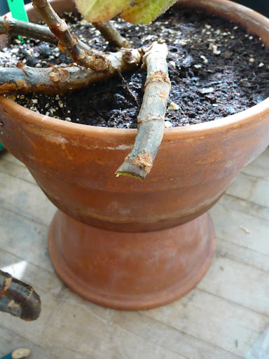 Take cutting to just below a leaf node like here. This will encourage the plant to leaf out from these dormant nodes.