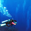 diver Scuba Dive Buck Island Reef