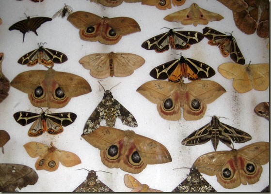 Butterfly Display cropped Butterfly Display cropped