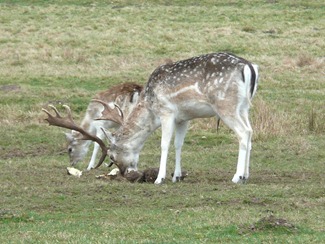 Attingham park