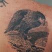 Red-Tailed Hawk