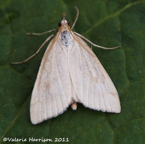 [Udea-Lutealis%255B2%255D.jpg]