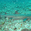 Shark point, 30m down and there is a good chance of seeing sharks, rays and a bunch of other cool stuff.