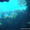 Reef (2).JPG