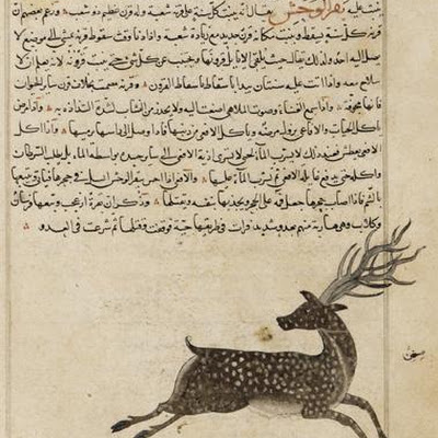 Folio from Aja'ib al-makhluqat (Wonders of Creation) by al-Qazvini; recto: Manuscript only; verso: Wild Ox (Bagar al-Wahsh) | Origin: Iraq or Eastern Turkey | Period: early 15th century | Details: One of the most celebrated literary works in the Islamic world is Qazvini's monumental cosmography, written in the mid-thirteenth century. The first of its two main sections describes the heavenly bodies, while the second discusses geography, flora, fauna, and, finally, man. For each chapter, the author begins with a detailed description. The wild ox, for instance, is characterized as an elegant animal, with long horns, who enjoys music and derives great pleasure from the sound of passing arrows. Its horns, meat, and blood are reputed to possess many healing qualities. The depiction of the wild ox is also one of the most remarkable compositions in this copy of Qazvini's text. Placed asymmetrically on the page, the animal's extended forelegs and turned head heighten its sense of agility and speed. | Type: Opaque watercolor, ink and gold on paper | Size: H: 32.7 W: 23.0 cm | Museum Code: F1957.13 | Photograph and description taken from Freer and the Sackler (Smithsonian) Museums. F1957.jpg