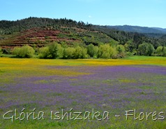Glória Ishizaka - flores do campo 3