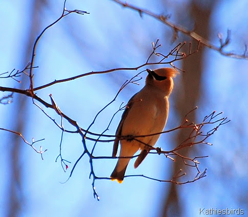 11. cedar waxwing-kab 11. cedar waxwing-kab
