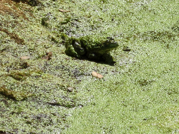 Spotting Image 1