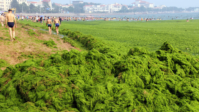 Chinese beachgoers walk by an algae-covered public beach in Qingdao, China, in July 2013. The seas off China have been hit by their largest-ever growth of algae, ocean officials say, with waves of green growth washing onto the shores. Photo: AFP / Getty Images
