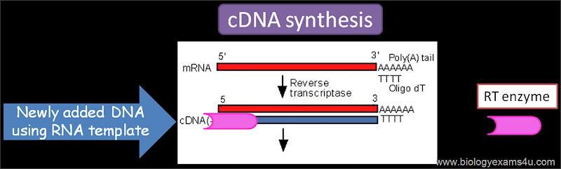 Reverse transcriptase in rDNA technology