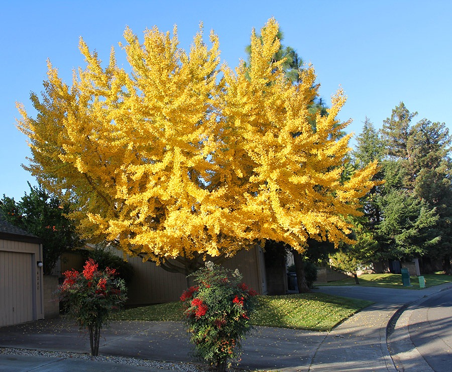 [111117_yellow_ginkgo3%255B3%255D.jpg]