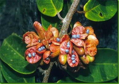 Xylopia_aromatica Xylopia_aromatica