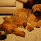 Abi - DSC_0386.jpg
