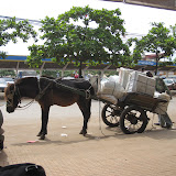 The horse quite nearly took to the air as the trailer was loaded. I'm glad this guy isn't loading cargo into the jumbos at BKK.