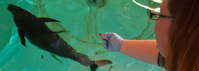 Graduate students Chelsea Roy and Taylor Voorhees feed yellowfin tuna and false albacore currently residing in a 20,000-gallon tank at University of Rhode Island. Tuna are captured from the wild, put into pens, and raised to harvest size. Photo: URI