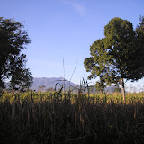 Raung in the distance, seen from near Sumberwringin (Daniel Quinn, July 2011)