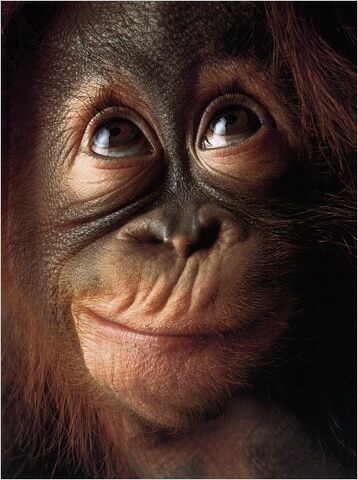 [monos%2520piensan%2520blogdeimagenes%2520%252810%2529%255B2%255D.jpg]