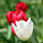 Tulips at the Botanical Garden - Sydney, Australia