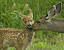 barnes - Mother%252527s%252520Love.jpg
