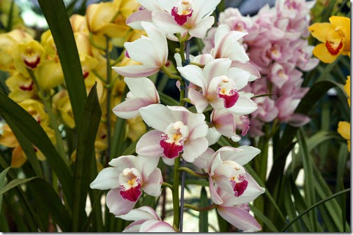 Festival de Orquídeas em Teresópolis 5