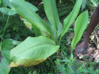 Tumeric plant