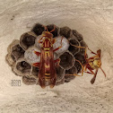 Paper Wasp