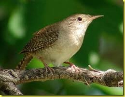 wren wren