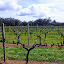 The Vines at Voyager Estate Winery - Margaret River, Australia