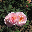 Rose Garden at the Mission 012.JPG