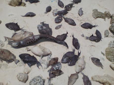 Large numbers of dead fish have been washing ashore on resorts and inhabited islands in the upper north of the Maldives in Noonu and Haa Atolls, 2 April 2012. minivannews.com