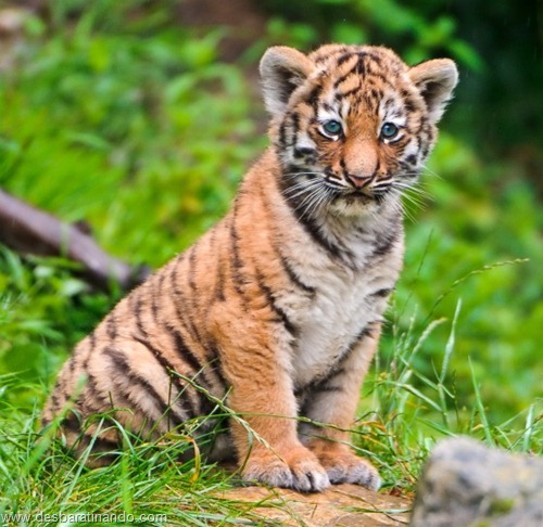 filhotes recem nascidos zoo zoologico desbaratinando animais lindos fofos  (39)