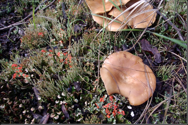 Pixie Cup Lichen, British Soldier lichen and other mushrooms
