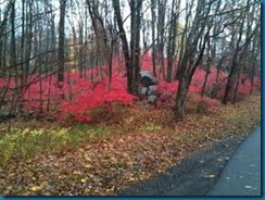 burning bush invasivie