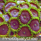 Protopalythoa.jpg