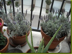 lavendar study february 2012 b lavendar study february 2012 b