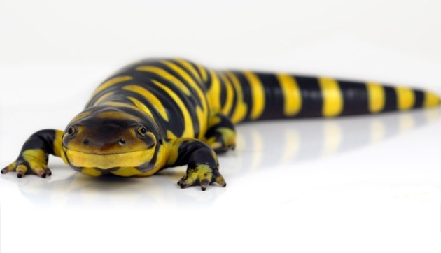 [tiger-salamander3.jpg]