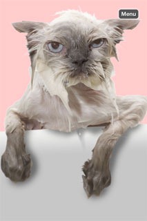 [AngryCat-DevilCat-2%255B2%255D.jpg]